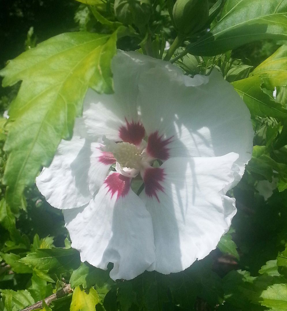  photo 20140718_102947-1_zps1q9sr2st.jpg